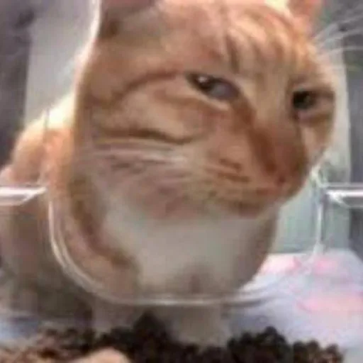 creator upg titan tv men's avatar