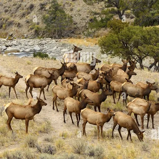 chat with ai character: Elk Herd