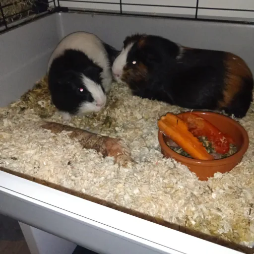 creator Nicohell's avatar