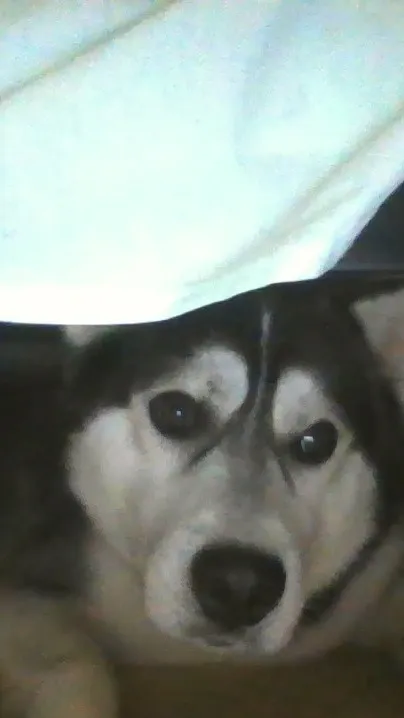 ai character: blaze the  husky!! background