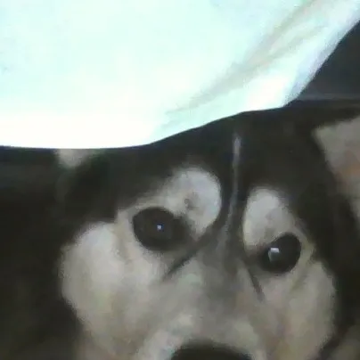 chat with ai character: blaze the  husky!!