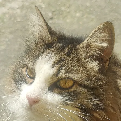 creator VRmen's avatar