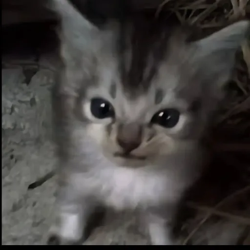 creator OUPI GOUPI🖕's avatar