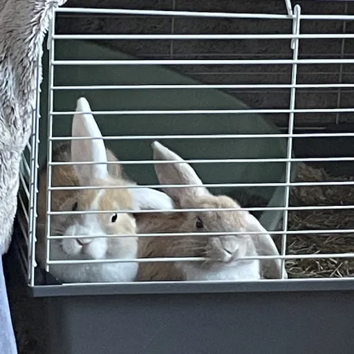 creator Megan😝💋💅👑🌅's avatar