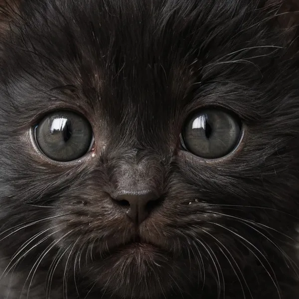 chat with ai character: Kat the Kitten