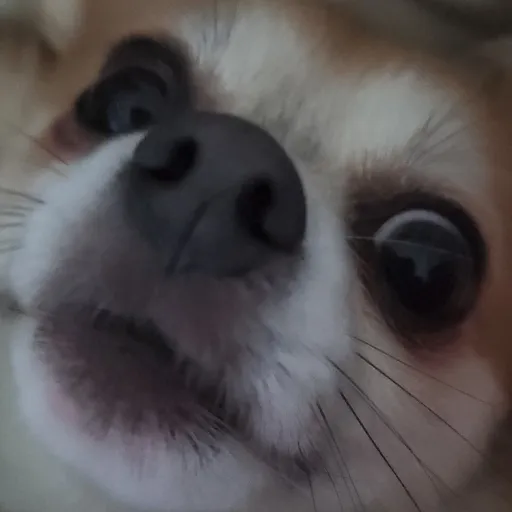 creator Blue Axol0tl's avatar