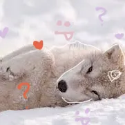 creator DaniOnPaws's avatar