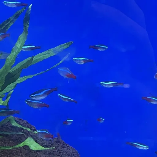 creator Tyler Super speed's avatar