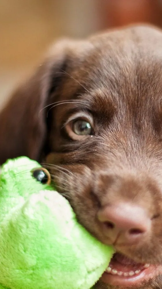 ai character: SLEEPOVER background