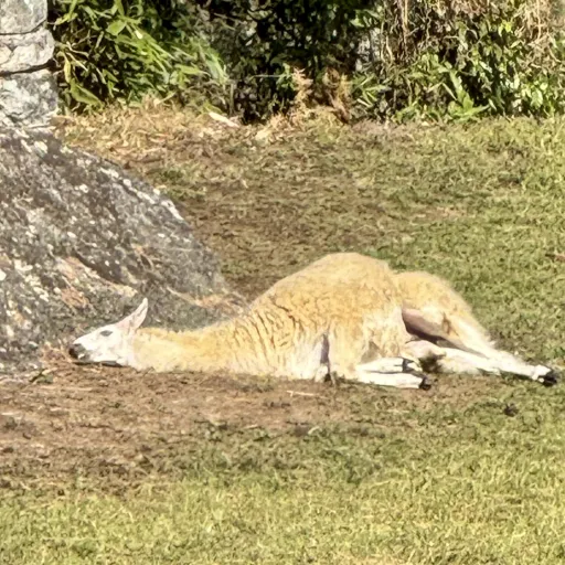 creator Your_Geek's avatar