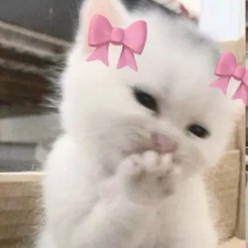 creator ⋆˚𝜗Harumi 𝜚˚⋆'s avatar