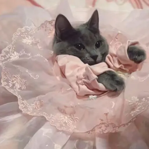 creator Soda!'s avatar