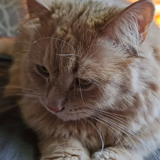 creator VoidedSoup's avatar