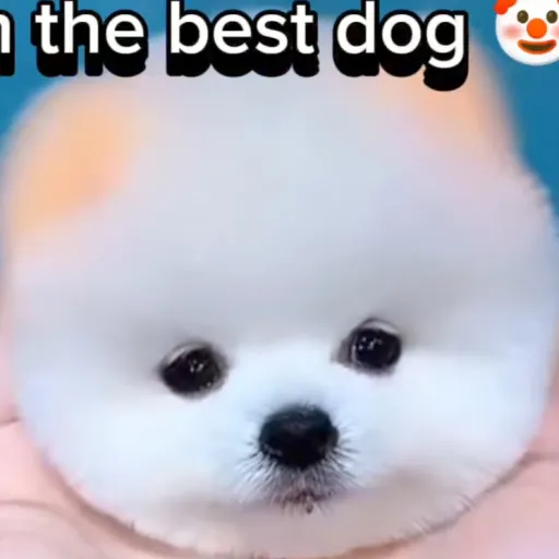 creator Random_Dude_963's avatar