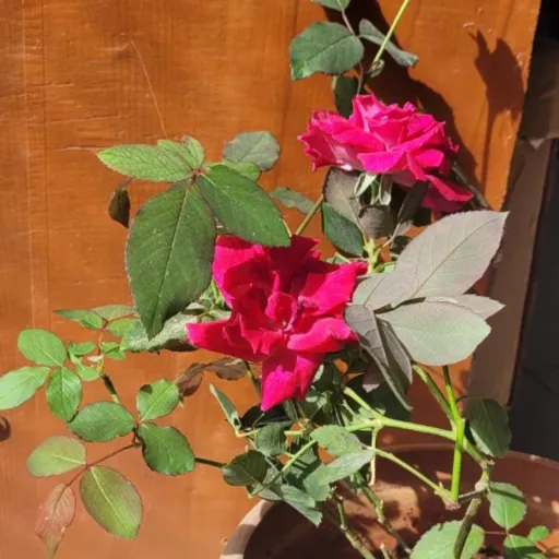 creator Zeyneb's avatar