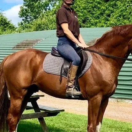 chat with ai character: Sox the stallion