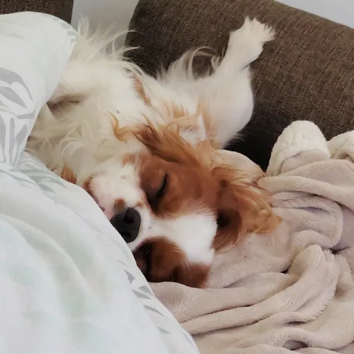 talkie's author avatar