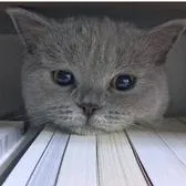 creator IvaMarić,Angel cat's avatar