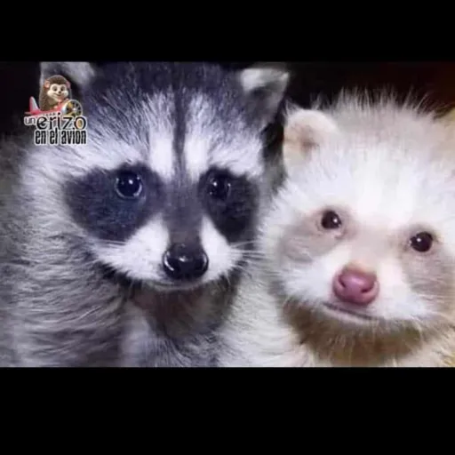 creator Poopyoogyboogyrat🦝's avatar