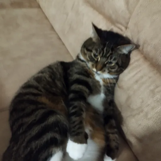 talkie's author avatar