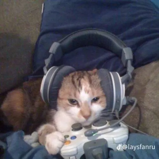 creator Cat gamer 17's avatar