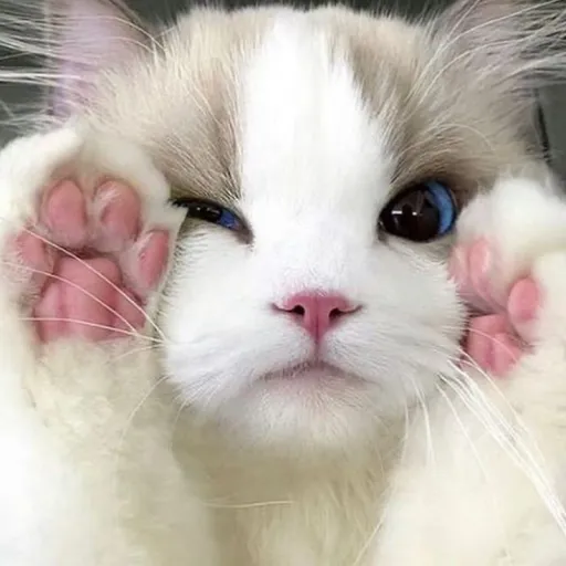 creator some girl ydk's avatar