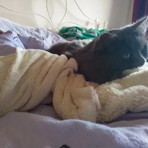 creator Cats are my world's avatar