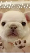 ai character: PIBBLE background