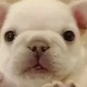 chat with ai character: PIBBLE