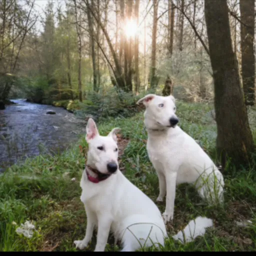 creator Talkior-9tGS7XG5's avatar