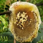 chat with ai character: Bees