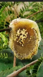 ai character: Bees background