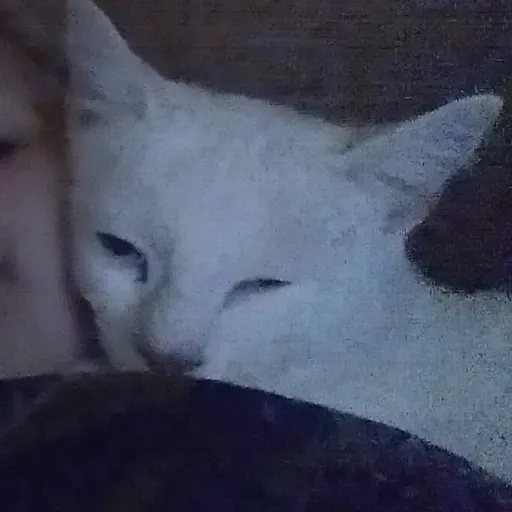 creator gorilla tag crazy's avatar