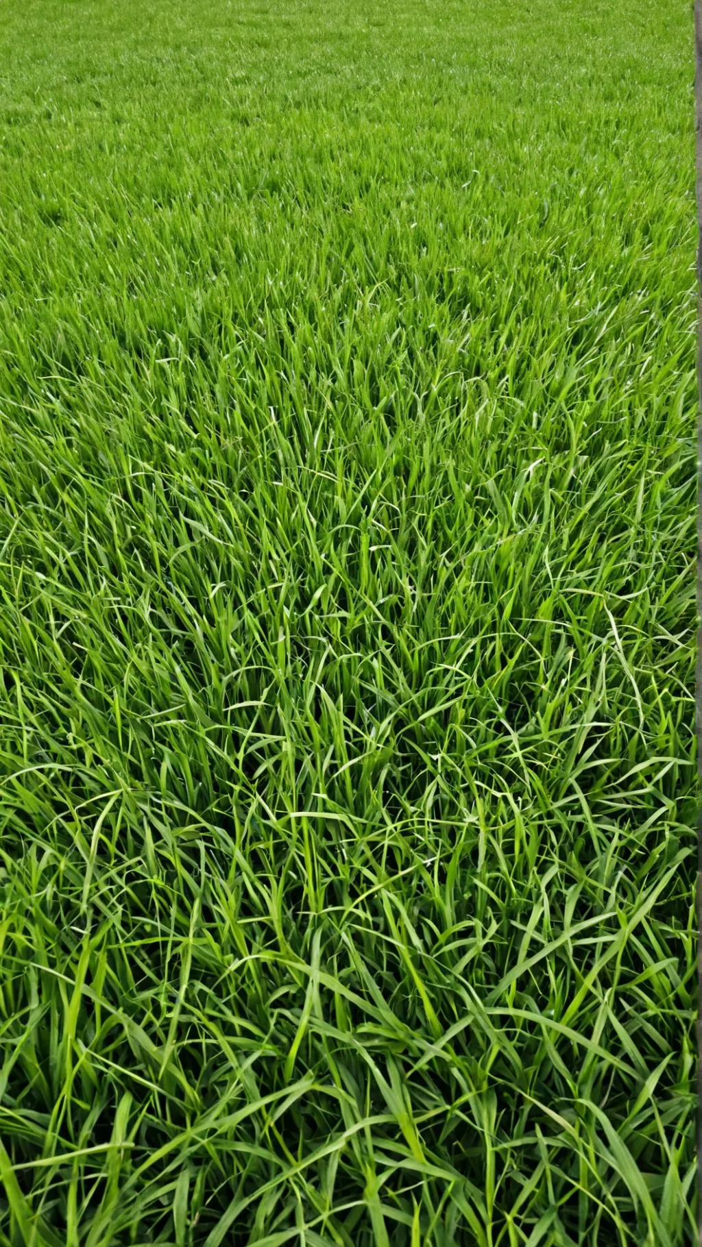 ai character: Grass background
