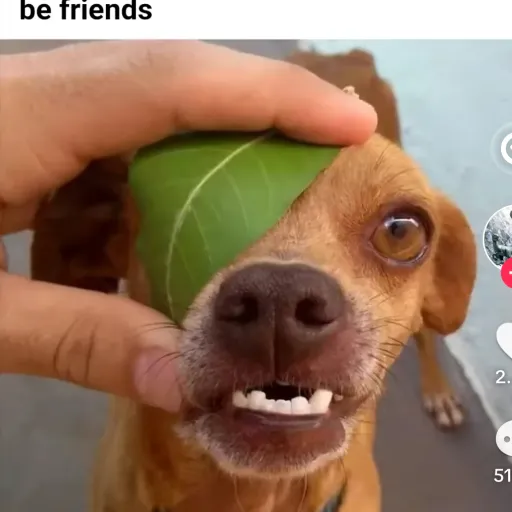 creator Kai37153865441646's avatar