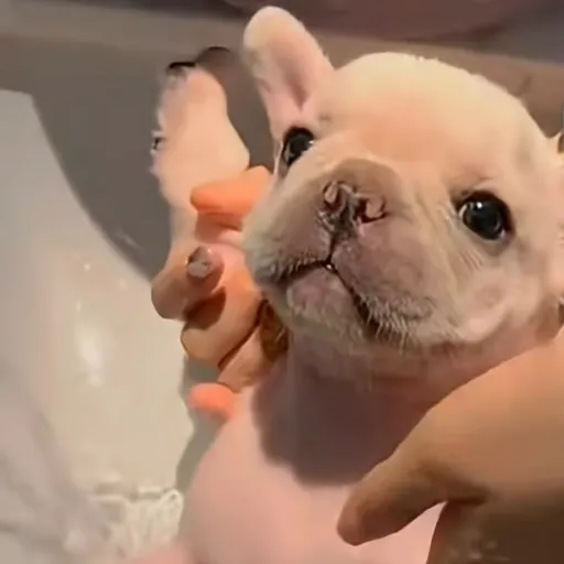 creator wash my beally🐶🐶🐶's avatar