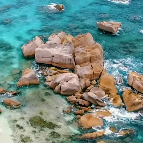 creator tropical smoothie's avatar