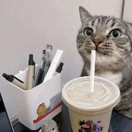 creator kitty-8m2k's avatar