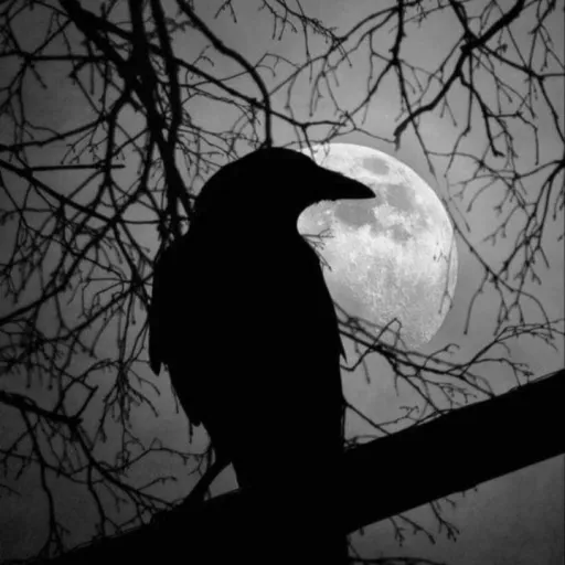 creator ~∆•Mio_123•∆~'s avatar