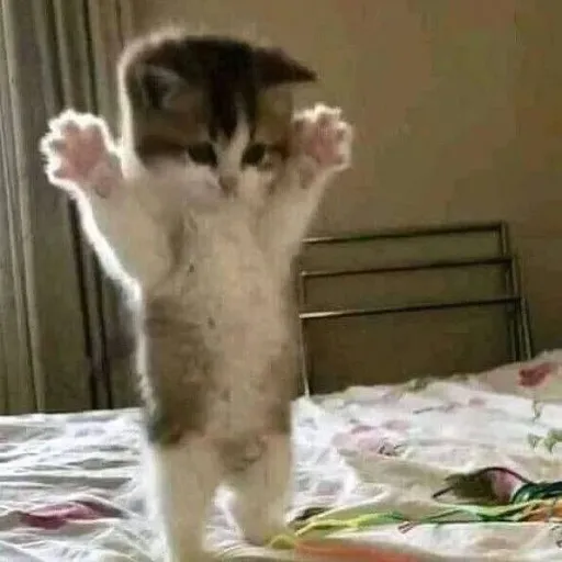 creator Lulú 1826's avatar