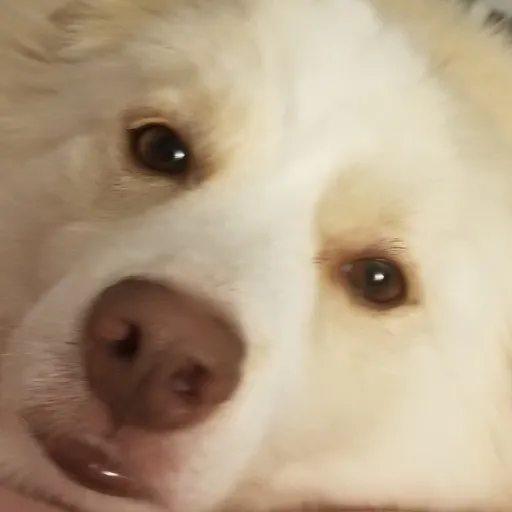 creator Lilyghut's avatar