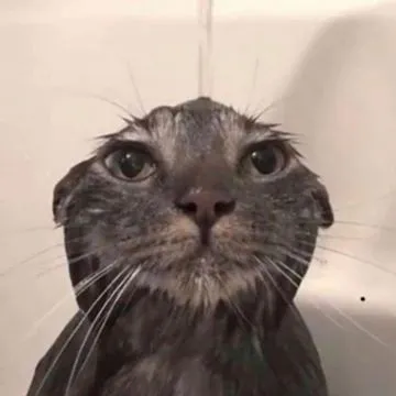 creator ∆★Wet meme cat★∆'s avatar