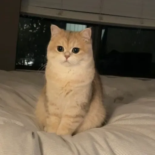 creator 姜姩charlotte's avatar