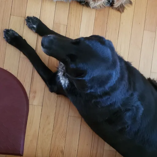 creator bella aaaaaaa's avatar