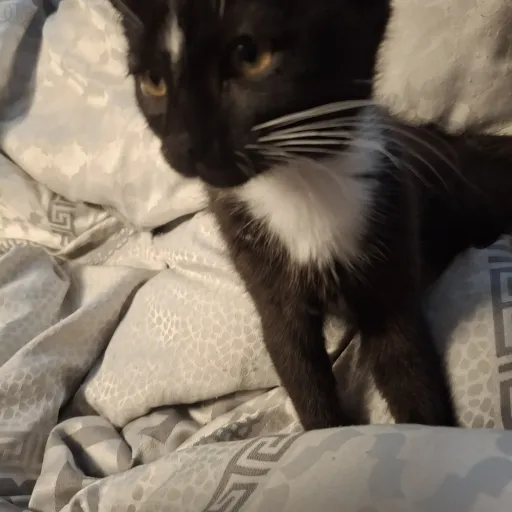 creator bri or lexi's avatar