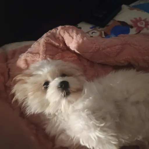 creator nataliaurfav's avatar