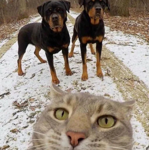 creator Loading WiFi 🛜's avatar