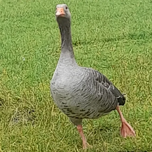 creator laylais_lemon's avatar