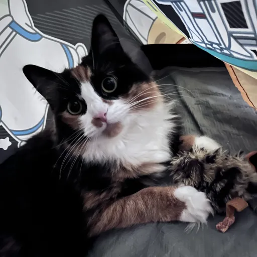 creator Brady the creater's avatar