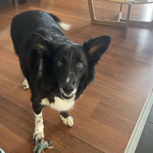 creator Talkior-JhqIrARM's avatar